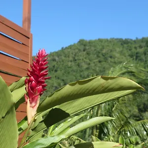 Bougain Fleuri Deshaies